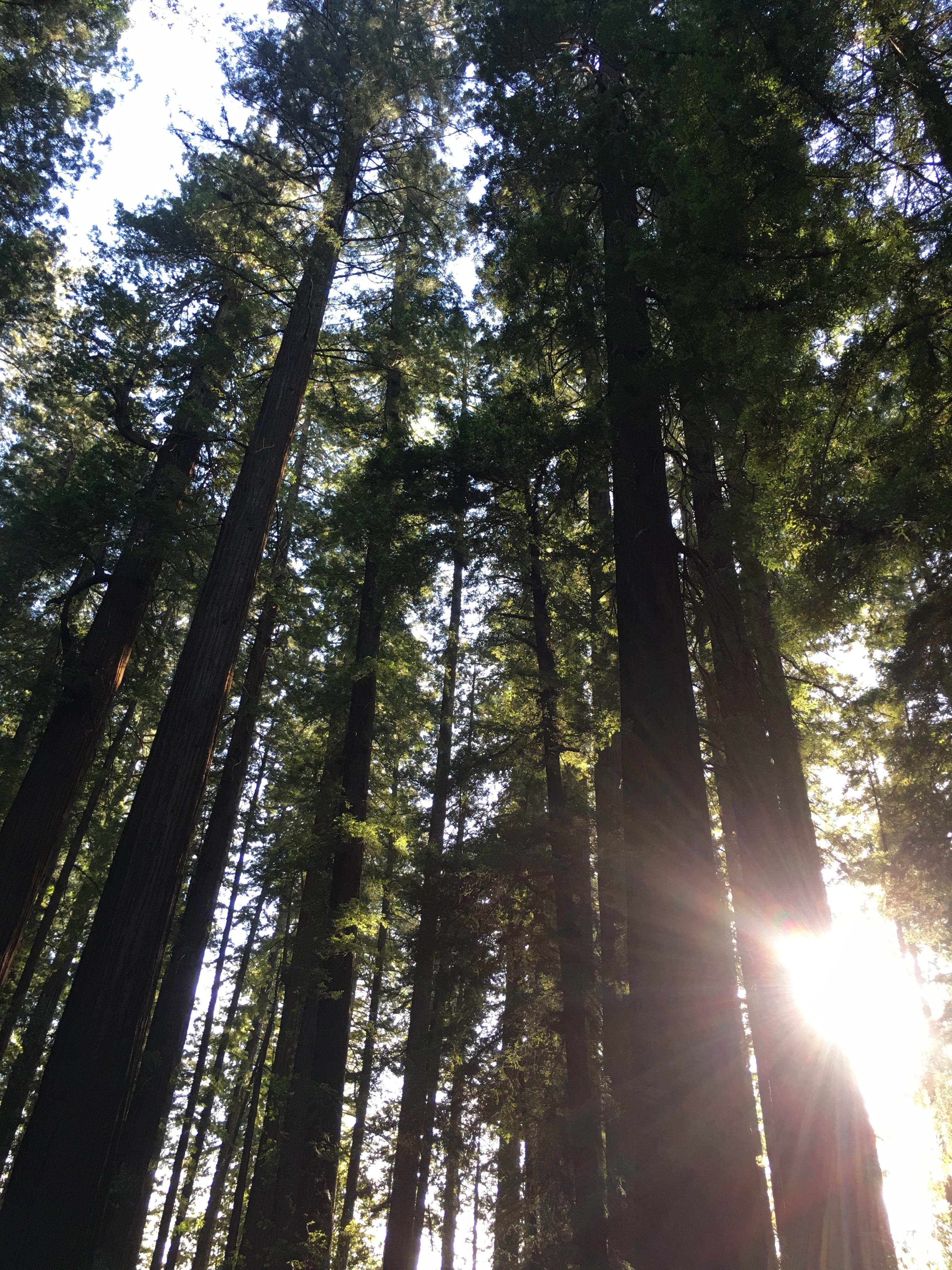 Arcata, CA – Day Seven – McGeesBeTrippin